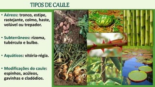 TIPOS DE CAULE
• Aéreos: tronco, estipe,
rastejante, colmo, haste,
volúvel ou trepador.
• Subterrâneos: rizoma,
tubérculo e bulbo.
• Aquáticos: vitória-régia.
• Modificações do caule:
espinhos, acúleos,
gavinhas e cladódios.
 