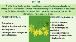 FOLHA
• FUNÇÕES DA FOLHA:
• Fotossíntese.
• Respiração e Transpiração.
• Trocas gasosas.
• Condução e distribuição da
seiva elaborada.
A folha é um órgão laminar, clorofilado, especializado na realização da
fotossíntese. A superfície laminar contribui muito para a fotossíntese, pois além
de facilitar a absorção de gás carbônico, permite que grande numero de
cloroplastos fique exposto à luz.
IMPORTÂNCIA DA FOLHA
▪ Purificação do ar;
▪ Alimentação;
▪ Na preparação de
remédios;
▪ Matéria prima para
indústria (fibras e cera).
▪ Adubação, etc.
 