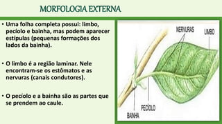 MORFOLOGIA EXTERNA
• Uma folha completa possui: limbo,
pecíolo e bainha, mas podem aparecer
estípulas (pequenas formações dos
lados da bainha).
• O limbo é a região laminar. Nele
encontram-se os estômatos e as
nervuras (canais condutores).
• O pecíolo e a bainha são as partes que
se prendem ao caule.
 