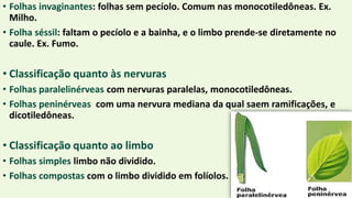 • Folhas invaginantes: folhas sem pecíolo. Comum nas monocotiledôneas. Ex.
Milho.
• Folha séssil: faltam o pecíolo e a bainha, e o limbo prende-se diretamente no
caule. Ex. Fumo.
• Classificação quanto às nervuras
• Folhas paralelinérveas com nervuras paralelas, monocotiledôneas.
• Folhas peninérveas com uma nervura mediana da qual saem ramificações, e
dicotiledôneas.
• Classificação quanto ao limbo
• Folhas simples limbo não dividido.
• Folhas compostas com o limbo dividido em folíolos.
 