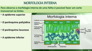 MORFOLOGIA INTERNA
• A epiderme superior
• O parênquima paliçádico
• O parênquima lacunoso
• A epiderme inferior
Para observa a morfologia interna de uma folha é possível fazer um corte
transversal no limbo.
 