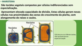 • MARISTEMA
São tecidos vegetais compostos por células indiferenciadas sem
especialização.
Apresentam elevada capacidade de divisão. Estas células geram novas
células nas proximidades das zonas de crescimento da planta, com
alongamento de raízes e caules.
 