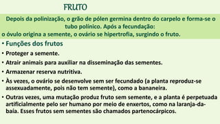 FRUTO
• Funções dos frutos
• Proteger a semente.
• Atrair animais para auxiliar na disseminação das sementes.
• Armazenar reserva nutritiva.
• Às vezes, o ovário se desenvolve sem ser fecundado (a planta reproduz-se
assexuadamente, pois não tem semente), como a bananeira.
• Outras vezes, uma mutação produz fruto sem semente, e a planta é perpetuada
artificialmente pelo ser humano por meio de enxertos, como na laranja-da-
baía. Esses frutos sem sementes são chamados partenocárpicos.
Depois da polinização, o grão de pólen germina dentro do carpelo e forma-se o
tubo polínico. Após a fecundação:
o óvulo origina a semente, o ovário se hipertrofia, surgindo o fruto.
 