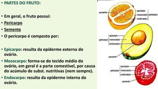 • PARTES DO FRUTO:
• Em geral, o fruto possui:
• Pericarpo
• Semente
• O pericarpo é composto por:
• Epicarpo: resulta da epiderme externa do
ovário.
• Mesocarpo: forma-se do tecido médio do
ovário, em geral é a parte comestível, por causa
do acúmulo de subst. nutritivas (nem sempre).
• Endocarpo: resulta da epiderme interna do
ovário.
 