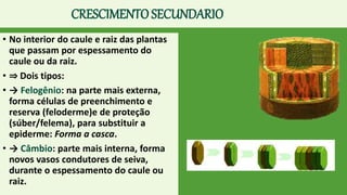 CRESCIMENTO SECUNDARIO
• No interior do caule e raiz das plantas
que passam por espessamento do
caule ou da raiz.
• ⇒ Dois tipos:
• → Felogênio: na parte mais externa,
forma células de preenchimento e
reserva (feloderme)e de proteção
(súber/felema), para substituir a
epiderme: Forma a casca.
• → Câmbio: parte mais interna, forma
novos vasos condutores de seiva,
durante o espessamento do caule ou
raiz.
 