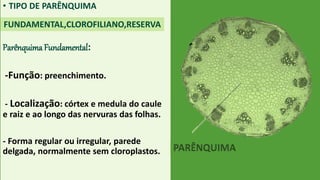 • TIPO DE PARÊNQUIMA
Parênquima Fundamental:
-Função: preenchimento.
- Localização: córtex e medula do caule
e raiz e ao longo das nervuras das folhas.
- Forma regular ou irregular, parede
delgada, normalmente sem cloroplastos.
FUNDAMENTAL,CLOROFILIANO,RESERVA
 