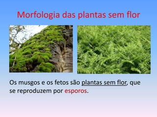 Morfologia das plantas sem flor

Os musgos e os fetos são plantas sem flor, que
se reproduzem por esporos.

 
