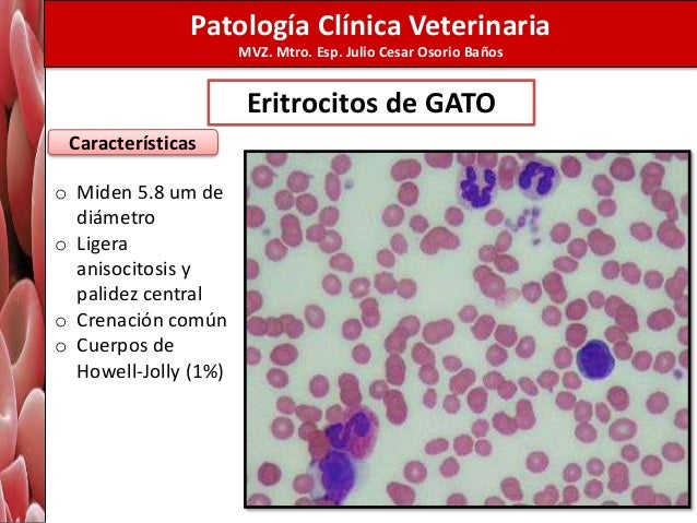 Morfología de eritrocitos alumnos