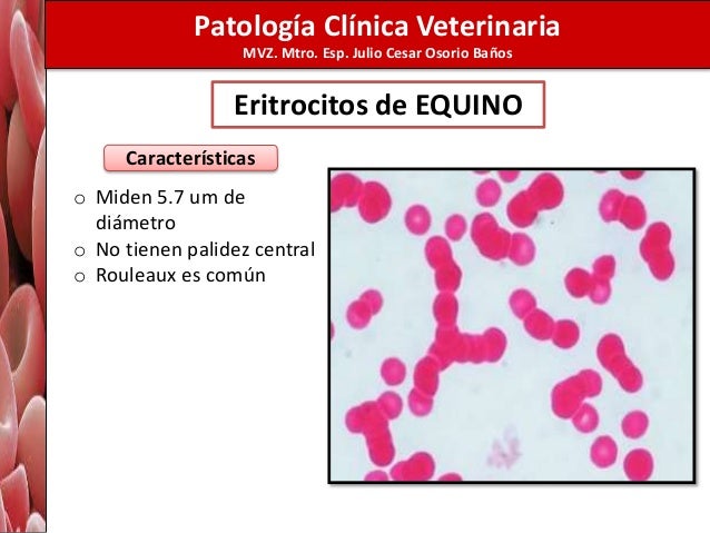 Morfología de eritrocitos alumnos