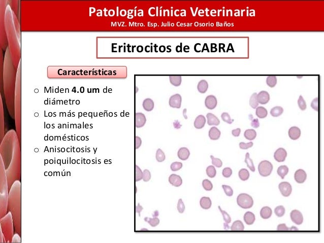 Morfología de eritrocitos alumnos