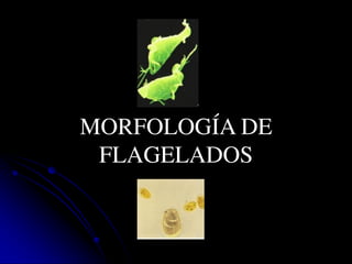 MORFOLOGÍA DE
FLAGELADOS
 