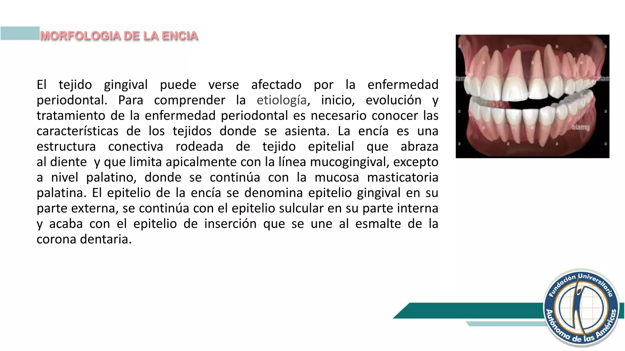 MORFOLOGIA DE LA ENCIA 12.pptx
