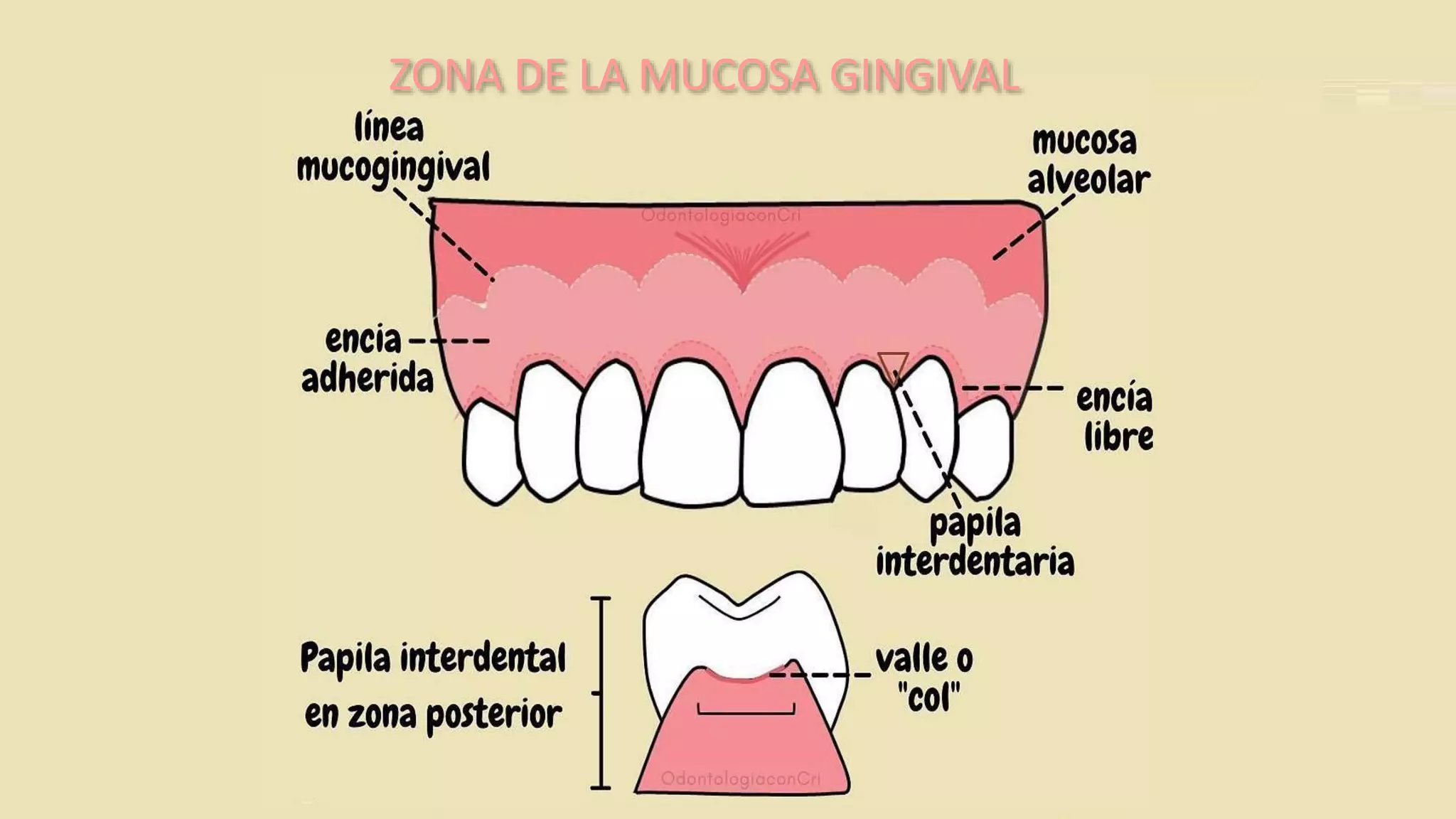MORFOLOGIA DE LA ENCIA 12.pptx