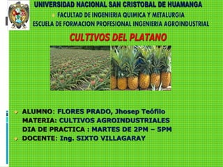  ALUMNO: FLORES PRADO, Jhosep Teófilo
MATERIA: CULTIVOS AGROINDUSTRIALES
DIA DE PRACTICA : MARTES DE 2PM – 5PM
 DOCENTE: Ing. SIXTO VILLAGARAY
 