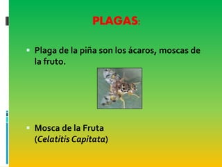 PLAGAS:
 Plaga de la piña son los ácaros, moscas de
la fruto.
 Mosca de la Fruta
(Celatitis Capitata)
 