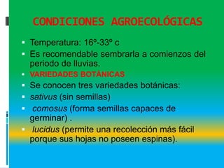 CONDICIONES AGROECOLÓGICAS
 Temperatura: 16º-33º c
 Es recomendable sembrarla a comienzos del
periodo de lluvias.
 VARIEDADES BOTÁNICAS
 Se conocen tres variedades botánicas:
 sativus (sin semillas)
 comosus (forma semillas capaces de
germinar) .
 lucidus (permite una recolección más fácil
porque sus hojas no poseen espinas).
 