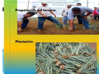  Preparación del terreno:
 Plantación:
 
