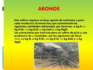 ABONOS
 Este cultivo requiere un buen aporte de nutrientes y para
cada recolección al menos hay que suministrarle las
siguientes cantidades adicionales, por hectárea: 68 kg N, 24
kg P2O5, 174 kg K2O, 27 kg CaO y 16 kg MgO.
Las extracciones por hectárea para un cultivo de piña y una
producción de 55 toneladas, son las siguientes (de Geus,
1973): 205 kg N, 58 kg P2O5, 393 kg K2O, 121 kg CaO y 42 kg
MgO.
 