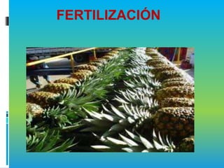 FERTILIZACIÓN
 