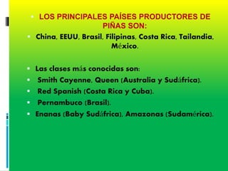  LOS PRINCIPALES PAÍSES PRODUCTORES DE
PIÑAS SON:
 China, EEUU, Brasil, Filipinas, Costa Rica, Tailandia,
México.
 Las clases más conocidas son:
 Smith Cayenne, Queen (Australia y Sudáfrica).
 Red Spanish (Costa Rica y Cuba).
 Pernambuco (Brasil).
 Enanas (Baby Sudáfrica), Amazonas (Sudamérica).
 