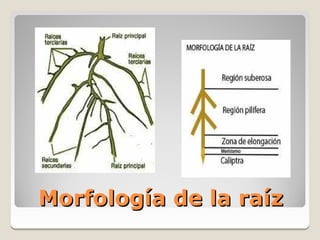 Morfología de la raíz
 