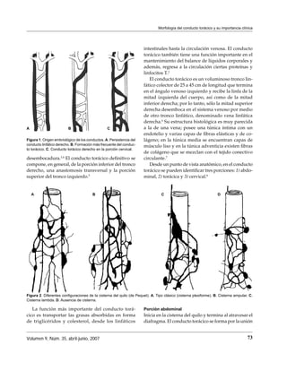 Morfología del conducto torácico y su importancia clínica




                                                                      intestinales hasta la circulación venosa. El conducto
                                                                      torácico también tiene una función importante en el
                                                                      mantenimiento del balance de líquidos corporales y
                                                                      además, regresa a la circulación ciertas proteínas y
                                                                      linfocitos T.2
                                                                         El conducto torácico es un voluminoso tronco lin-
                                                                      fático colector de 25 a 45 cm de longitud que termina
                                                                      en el ángulo venoso izquierdo y recibe la linfa de la
                                                                      mitad izquierda del cuerpo, así como de la mitad
                                                                      inferior derecha; por lo tanto, sólo la mitad superior
                                                                      derecha desemboca en el sistema venoso por medio
                                                                      de otro tronco linfático, denominado vena linfática
                                                                      derecha.6 Su estructura histológica es muy parecida
A                        B                       C                    a la de una vena; posee una túnica íntima con un
                                                                      endotelio y varias capas de ﬁbras elásticas y de co-
Figura 1. Origen embriológico de los conductos. A. Persistencia del   lágeno; en la túnica media se encuentran capas de
conducto linfático derecho. B. Formación más frecuente del conduc-    músculo liso y en la túnica adventicia existen ﬁbras
to torácico. C. Conducto torácico derecho en la porción cervical.
                                                                      de colágeno que se mezclan con el tejido conectivo
desembocadura.3,4 El conducto torácico deﬁnitivo se                   circulante.7
compone, en general, de la porción inferior del tronco                   Desde un punto de vista anatómico, en el conducto
derecho, una anastomosis transversal y la porción                     torácico se pueden identiﬁcar tres porciones: 1) abdo-
superior del tronco izquierdo.5                                       minal, 2) torácica y 3) cervical.8


    A                                   B                                        C                                 D




Figura 2. Diferentes conﬁguraciones de la cisterna del quilo (de Pequet). A. Tipo clásico (cisterna plexiforme). B. Cisterna ampular. C.
Cisterna lambda. D. Ausencia de cisterna.

   La función más importante del conducto torá-                       Porción abdominal
cico es transportar las grasas absorbidas en forma                    Inicia en la cisterna del quilo y termina al atravesar el
de triglicéridos y colesterol, desde los linfáticos                   diafragma. El conducto torácico se forma por la unión


Volumen 9, Núm. 35, abril-junio, 2007                                                                                               73
 