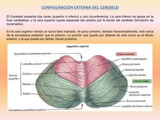 Morfologia del craneo | PPTX
