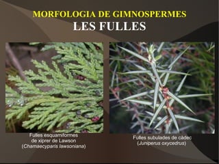 MORFOLOGIA DE GIMNOSPERMES LES FULLES Fulles esquamiformes de xiprer de Lawson ( Chamaecyparis lawsoniana ) Fulles subulades de càdec ( Juniperus oxycedrus )  