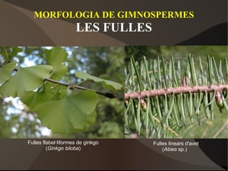 MORFOLOGIA DE GIMNOSPERMES LES FULLES Fulles flabel·liformes de ginkgo ( Ginkgo biloba ) Fulles linears d'avet ( Abies  sp.)  