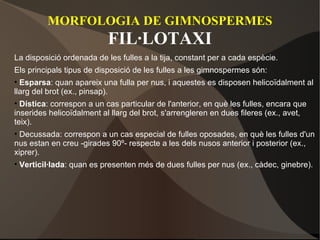MORFOLOGIA DE GIMNOSPERMES FIL·LOTAXI La disposició ordenada de les fulles a la tija, constant per a cada espècie. Els principals tipus de disposició de les fulles a les gimnospermes són: Esparsa : quan apareix una fulla per nus, i aquestes es disposen helicoïdalment al llarg del brot (ex., pinsap). Dística : correspon a un cas particular de l'anterior, en què les fulles, encara que inserides helicoïdalment al llarg del brot, s'arrengleren en dues fileres (ex., avet, teix). Decussada: correspon a un cas especial de fulles oposades, en què les fulles d'un nus estan en creu -girades 90º- respecte a les dels nusos anterior i posterior (ex., xiprer). Verticil·lada : quan es presenten més de dues fulles per nus (ex., càdec, ginebre). 