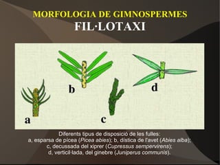 MORFOLOGIA DE GIMNOSPERMES FIL·LOTAXI Diferents tipus de disposició de les fulles: a, esparsa de pícea ( Picea abies ); b, dística de l'avet ( Abies alba ); c, decussada del xiprer ( Cupressus sempervirens ); d, verticil·lada, del ginebre ( Juniperus communis ). 