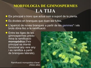 MORFOLOGIA DE GIMNOSPERMES LA TIJA Eix principal o tronc que actua com a suport de la planta. Es divideix en branques que duen les fulles. L'aparició de noves branques a partir de les  gemmes * i els brots dóna lloc a la ramificació. Entre les tiges de les gimnospermes predo- mina la ramificació monopòdica  (l'eix principal es manté funcional any rere any i es ramifica a partir de branques laterals). Ramificació monopòdica d'avet  ( Abies alba ) 