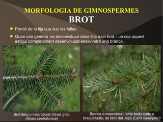 MORFOLOGIA DE GIMNOSPERMES BROT Porció de la tija que duu les fulles. Quan una gemma  es desenvolupa dóna lloc a un brot, i un cop aquest estigui completament desenvolupat esdevindrà una branca. Brot llarg o macroblast d'avet grec (Abies cephalonica) Branca o macroblast, amb brots curts o braquiblasts, de làrix del Japó  (Larix kaempferi)  