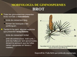 MORFOLOGIA DE GIMNOSPERMES BROT Totes les gimnospermes presenten brots normals o  macroblasts: brots de creixement llarg formen les branques o les perllonguen. També hi ha però, algunes espècies que presenten  braquiblasts: brots de creixement limitat amb els entrenussos  molt curts, i amb les fulles per tant aproximades, donant la sensació que les fulles neixen agrupades en feixos o rosetes). Esporofil·le: Fulla fèrtil que porta els esporangis. 