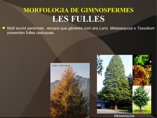 MORFOLOGIA DE GIMNOSPERMES LES FULLES Molt sovint perennes  -encara que gèneres com ara  Larix ,  Metasequoia  o  Taxodium  presenten fulles caduques. Metasequoia 