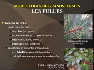 MORFOLOGIA DE GIMNOSPERMES LES FULLES La forma del limbe : predominen les fulles: aciculars  (ex., pins), esquamiformes  (ex., xiprers i savines), linears  (ex., avets, teixos...) subulades  (ex., ginebres); però també en presenten d'altres tipus: ex.,  flabel·liformes  a  Ginkgo   biloba o  el·líptiques  en algunes espècies d' Agathis . Fulles aciculars de pi ( Pinus sp. )  Fulles el·líptiques d' Agathis ( Agathis robusta ) 