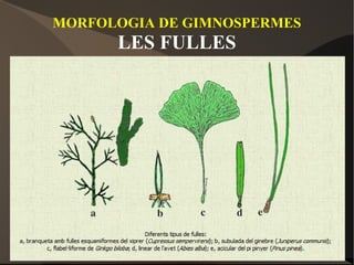 MORFOLOGIA DE GIMNOSPERMES LES FULLES 