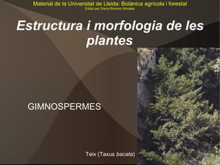 Estructura i morfologia de les plantes . GIMNOSPERMES Teix (Taxus  bacata ) Material de la Universitat de Lleida: Botànica agrícola i forestal Editat per Diana Romero Morales 