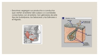 ◦ Exocrinas: segregan sus productos a conductos
que vierten al exterior del cuerpo o a cavidades
conectadas con el exterior. Son glándulas de este
tipo las Sudoríparas, las Sebaceas y las Salivares o
el Hígado.
 
