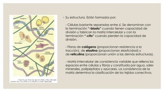 ◦ Su estructura. Están formados por:
- Células bastante separadas entre sí. Se denominan con
la terminación “-blasto” cuando tienen capacidad de
división y fabrican la matriz intercelular y con la
terminación “-cito” cuando pierden la capacidad de
división.
- Fibras de colágeno (proporcionan resistencia a la
tracción), de elastina (proporcionan elasticidad) y
de reticulina (proporcionan unión a las demás estructuras).
- Matriz intercelular de consistencia variable que rellena los
espacios entre células y fibras y constituida por agua, sales
minerales, polipéptidos y azúcares. La consistencia de la
matriz determina la clasificación de los tejidos conectivos.
 
