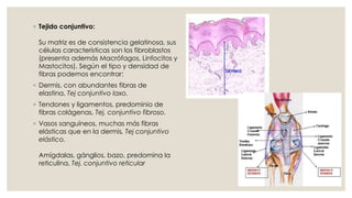 ◦ Tejido conjuntivo:
Su matriz es de consistencia gelatinosa, sus
células características son los fibroblastos
(presenta además Macrófagos, Linfocitos y
Mastocitos). Según el tipo y densidad de
fibras podemos encontrar:
◦ Dermis, con abundantes fibras de
elastina, Tej conjuntivo laxo.
◦ Tendones y ligamentos, predominio de
fibras colágenas, Tej. conjuntivo fibroso.
◦ Vasos sanguíneos, muchas más fibras
elásticas que en la dermis, Tej conjuntivo
elástico.
Amígdalas, gánglios, bazo, predomina la
reticulina, Tej. conjuntivo reticular
 