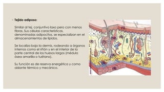 ◦ Tejido adiposo:
Similar al tej. conjuntivo laxo pero con menos
fibras. Sus células características,
denominadas adipocitos, se especializan en el
almacenamientos de lípidos.
Se localiza bajo la dermis, rodeando a órganos
internos como el riñón y en el interior de la
parte central de los huesos largos (médula
ósea amarilla o tuétano).
Su función es de reserva energética y como
aislante térmico y mecánico.
 