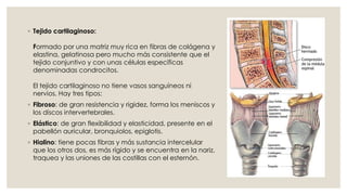 ◦ Tejido cartilaginoso:
Formado por una matriz muy rica en fibras de colágena y
elastina, gelatinosa pero mucho más consistente que el
tejido conjuntivo y con unas células específicas
denominadas condrocitos.
El tejido cartilaginoso no tiene vasos sanguíneos ni
nervios. Hay tres tipos:
◦ Fibroso: de gran resistencia y rigidez, forma los meniscos y
los discos intervertebrales.
◦ Elástico: de gran flexibilidad y elasticidad, presente en el
pabellón auricular, bronquiolos, epiglotis.
◦ Hialino: tiene pocas fibras y más sustancia intercelular
que los otros dos, es más rígido y se encuentra en la nariz,
traquea y las uniones de las costillas con el esternón.
 