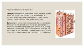◦ Hay dos variedades de tejido óseo.
Esponjoso: la sustancia intercelular forma tabiques que se
entrecruzan como en una esponja. Presente en el
extremo de los huesos largos y el interior de los huesos
planos y cortos, alberga a la médula ósea roja.
Compacto: la sustancia intercelular se dispone alrededor
de unos canales (Conductos de Havers, por donde se
extienden los vasos sanguíneos y los nervios en el hueso)
formando una serie de capas concéntricas. Este tipo de
tejido óseo se encuentra en la parte central de los huesos
largos y en la parte externa de los huesos cortos y planos.
 