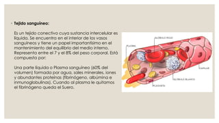 ◦ Tejido sanguíneo:
Es un tejido conectivo cuya sustancia intercelular es
líquida. Se encuentra en el interior de los vasos
sanguíneos y tiene un papel importantísimo en el
mantenimiento del equilibrio del medio interno.
Representa entre el 7 y el 8% del peso corporal. Está
compuesta por:
Una parte líquida o Plasma sanguíneo (60% del
volumen) formada por agua, sales minerales, iones
y abundantes proteínas (fibrinógeno, albúmina e
inmunoglobulinas). Cuando al plasma le quitamos
el fibrinógeno queda el Suero.
 