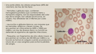◦ Una parte sólida, las células sanguíneas (40% del
volumen), las hay de tres tipos:
- Hematies o glóbulos rojos, contienen
hemoglobina,proteína que contiene hierro y
transporta oxígeno. Son los responsables del color
rojo de la sangre. Son células bicóncavas, sin
núcleo, hay alrededor de 5 millones por cada
mililitro.
- Leucocitos o glóbulos blancos, son mayores que
los hematíes, esféricos y tienen núcleo. Se
encuentran en cifras entre los 5000 y 10000 por
mililitro. Los hay de diversos tipos y su función es
defender el organismo de agentes infecciosos.
- Plaquetas, son fragmentos de otra célula mayor, se
encuentran en número de 250 000 por mililitro y su
función es formar el coágulo cuando se produce la
rotura de un vaso sangíneo para evitar la pérdida
de sangre.
 