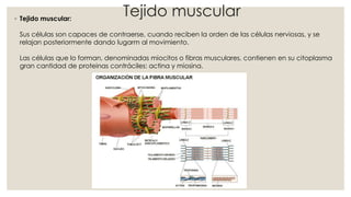 Tejido muscular
◦ Tejido muscular:
Sus células son capaces de contraerse, cuando reciben la orden de las células nerviosas, y se
relajan posteriormente dando lugarm al movimiento.
Las células que lo forman, denominadas miocitos o fibras musculares, contienen en su citoplasma
gran cantidad de proteinas contráciles: actina y miosina.
 