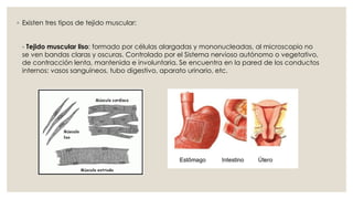 ◦ Existen tres tipos de tejido muscular:
- Tejido muscular liso: formado por células alargadas y mononucleadas, al microscopio no
se ven bandas claras y oscuras. Controlado por el Sistema nervioso autónomo o vegetativo,
de contracción lenta, mantenida e involuntaria. Se encuentra en la pared de los conductos
internos: vasos sanguíneos, tubo digestivo, aparato urinario, etc.
 