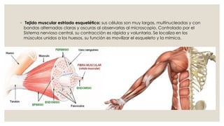 ◦ Tejido muscular estriado esquelético: sus células son muy largas, multinucleadas y con
bandas alternadas claras y oscuras al observarlas al microscopio. Controlado por el
Sistema nervioso central, su contracción es rápida y voluntaria. Se localiza en los
músculos unidos a los huesos, su función es movilizar el esqueleto y la mímica.
 