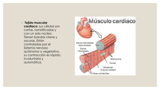 ◦ Tejido muscular
cardiaco: sus células son
cortas, ramidficadas y
con un solo núcleo.
Tienen bandas claras y
oscuras. Están
controladas por el
Sistema nervioso
autónomo o vegetativo,
su contracción es rápida,
involuntaria y
automática.
 